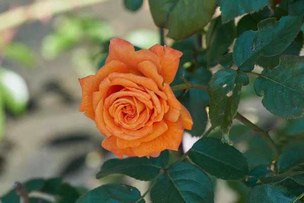 Rose in bloom in the garden — Stock Photo, Image