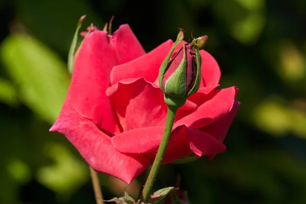 Rose w rozkwicie w ogrodzie — Zdjęcie stockowe