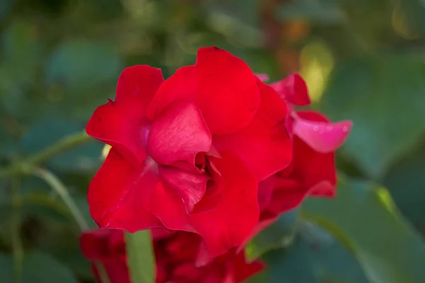 Różowa Róża w rozkwicie w ogrodzie — Zdjęcie stockowe
