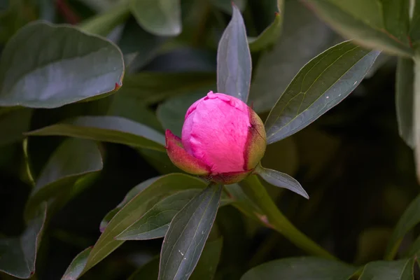 Peonía en el jardín — Foto de Stock