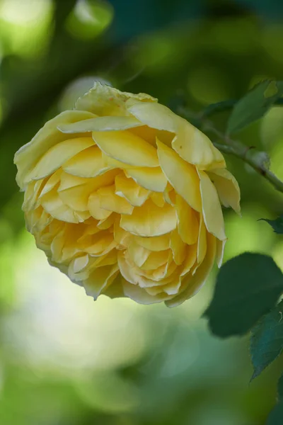 Rosa amarilla en flor en el jardín — Foto de Stock