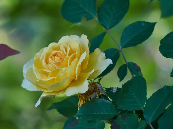 Yellow  rose in bloom in the garden — Stock Photo, Image