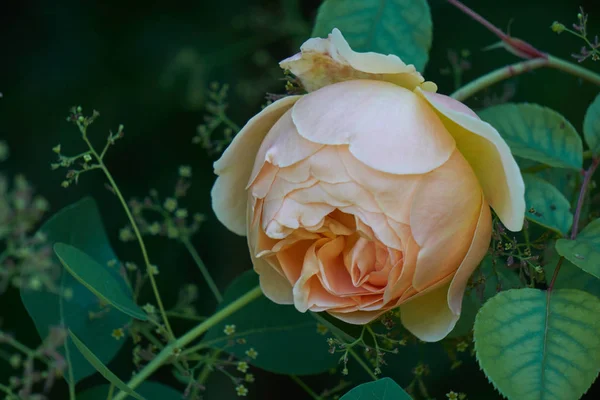 Sarı gül bahçesinde çiçek — Stok fotoğraf