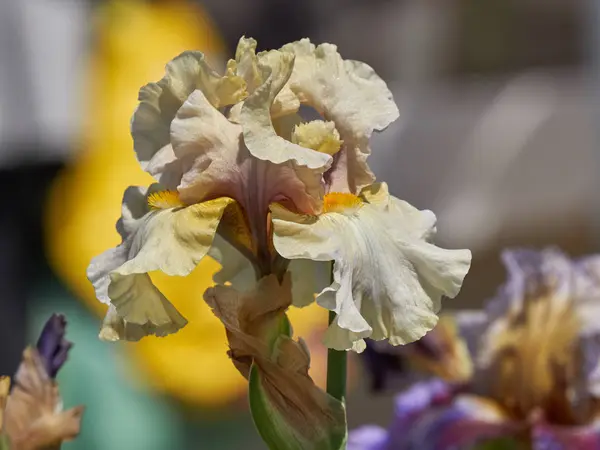 在花园里的虹膜唐菖蒲 免版税图库照片