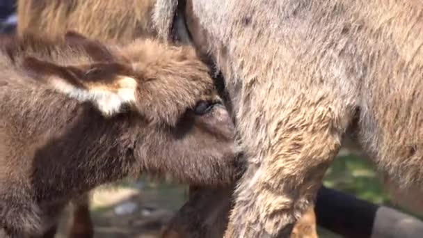 Burro amamentando o burro pequeno — Vídeo de Stock