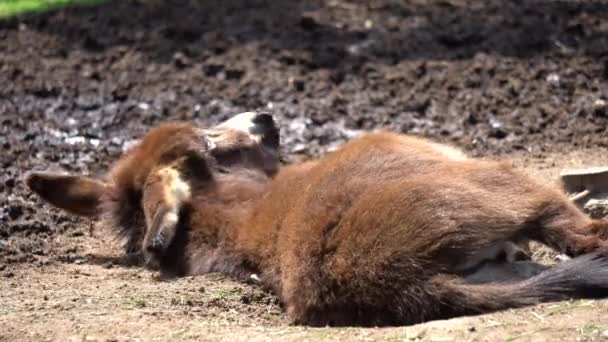 Burro en la granja — Vídeos de Stock