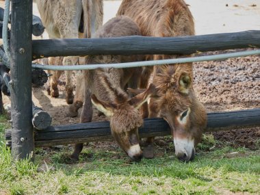 eşek gruptaki birkaç
