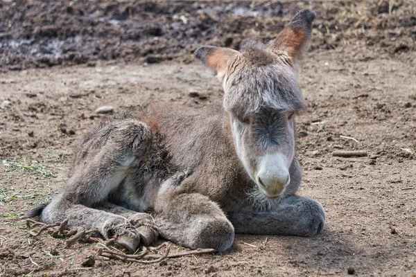 Burro en la granja — Foto de Stock