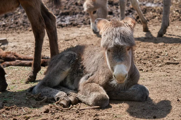 Burro na fazenda — Fotografia de Stock