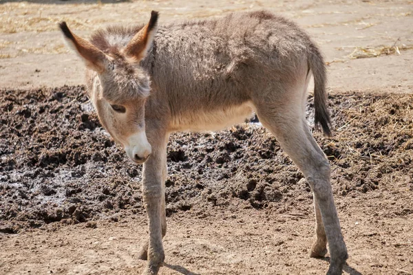 Burro in the farm — Stock Photo, Image