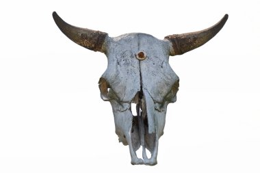 Eski boğa kafatası