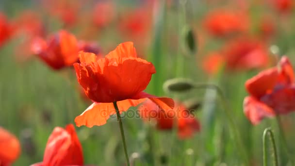 花园里的红罂粟 — 图库视频影像