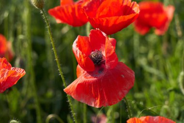 Bahçede kırmızı haşhaş