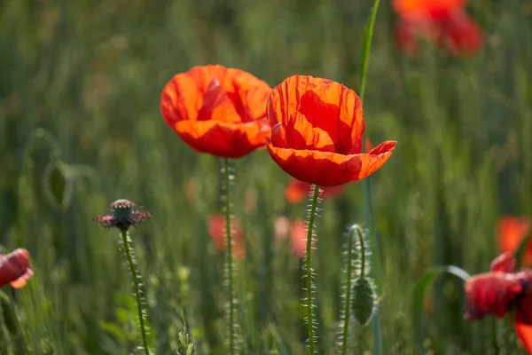 Coquelicot rouge dans le jardin — Photo