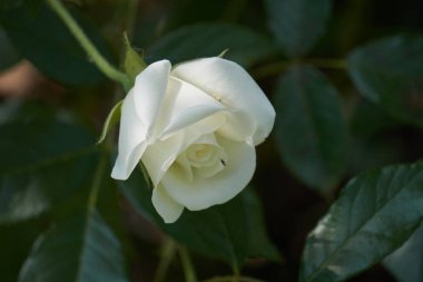 Çiçek Bahçe beyaz gül