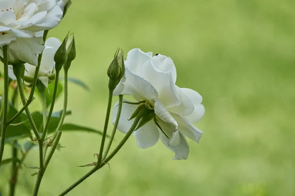 White rose in bloom in the garden — Stock Photo, Image