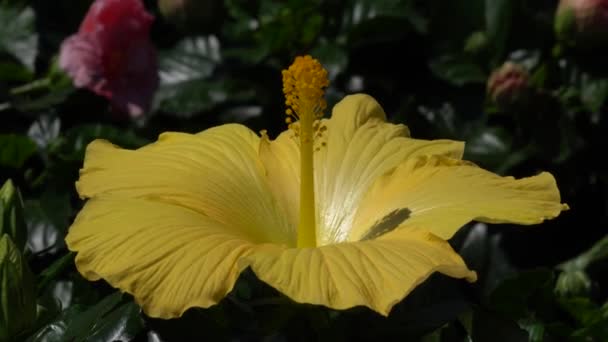 Yellow hibiscus in bloom in the garden — Stock Video