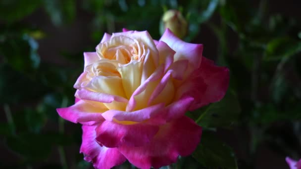 Farverig rose i blomst i haven – Stock-video