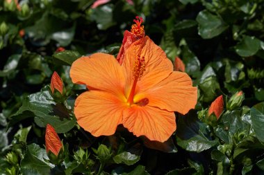 Hibiscus çiçek bahçesinde