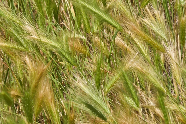 Orelha selvagem no campo — Fotografia de Stock