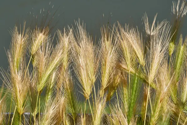 Orelha selvagem no campo — Fotografia de Stock