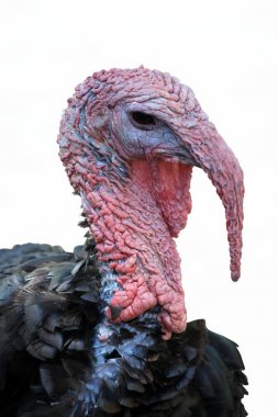 Bronz Türkiye gruptaki