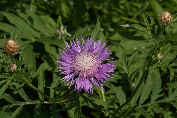 BI på wildflower i trädgården — Stockfoto