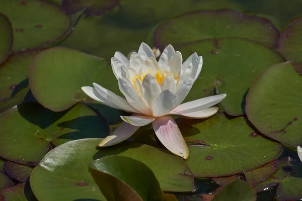 Waterlily op de vijver — Stockfoto