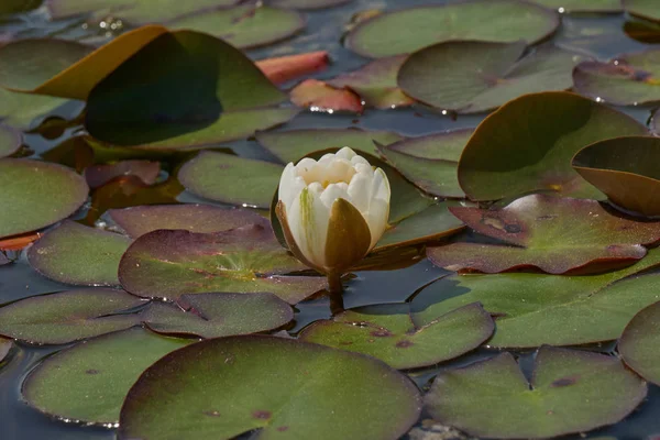 Waterlily op de vijver — Stockfoto