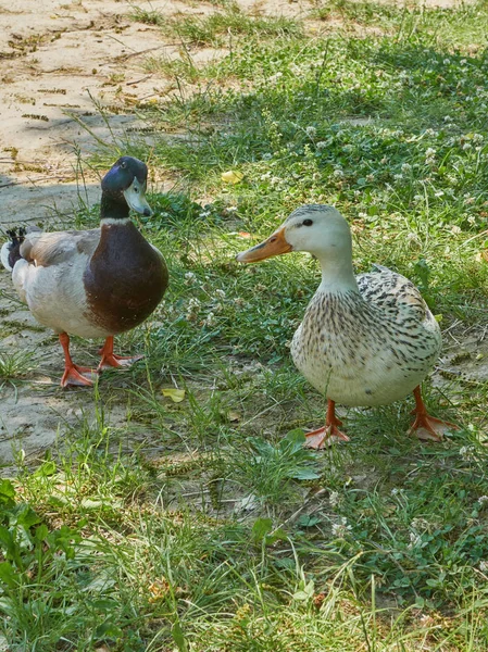 鸭的草地上 — 图库照片