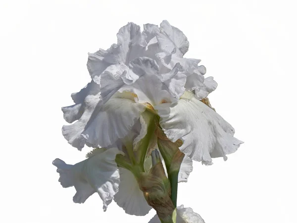 Íris gladiolus no jardim — Fotografia de Stock