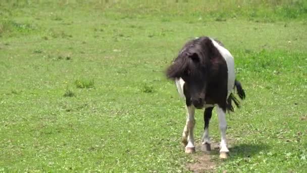 Cheval à la ferme avec mouche sur le visage — Video