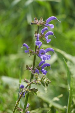 Çayırda kır çiçeği
