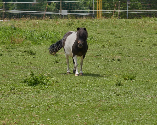 Horse on the farm — Stock Photo, Image