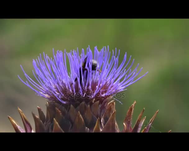 Artyčok v květu v zahradě s bee — Stock video