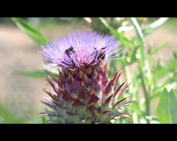 Artichoke in bloom in the garden with bee — Stock Video