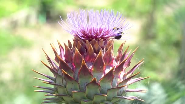 Alcachofa en flor en el jardín con abeja — Vídeos de Stock