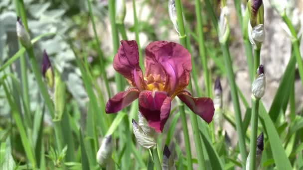 Iris gladiolen in bloei in de tuin — Stockvideo