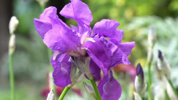 Iris gladiolus en flor en el jardín — Vídeo de stock