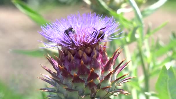 Artichoke in bloom in the garden with bee — стоковое видео