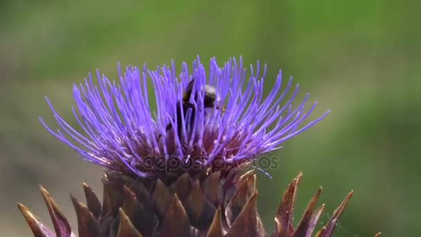 Alcachofa en flor en el jardín con abeja — Vídeos de Stock