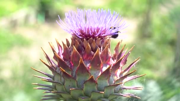 Artichoke in bloom in the garden with bee — стоковое видео