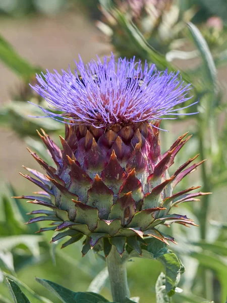 Artichoke in bloom in the garden with bee Stock Photo