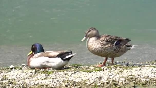 Duck on the shore of the lake — Stock Video