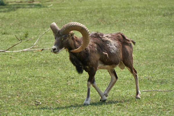 Moeflon in de bergen — Stockfoto