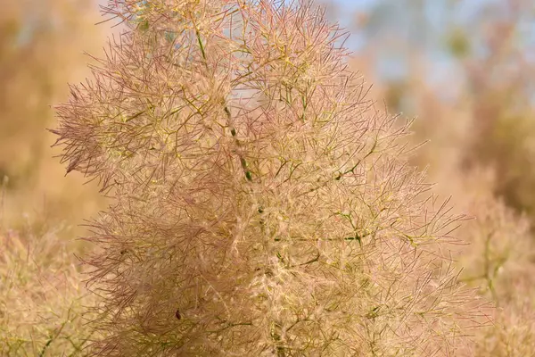 Plant in bloei in de tuin — Stockfoto