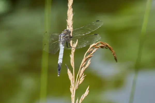 Dragonfly  on plant — Stock Photo, Image