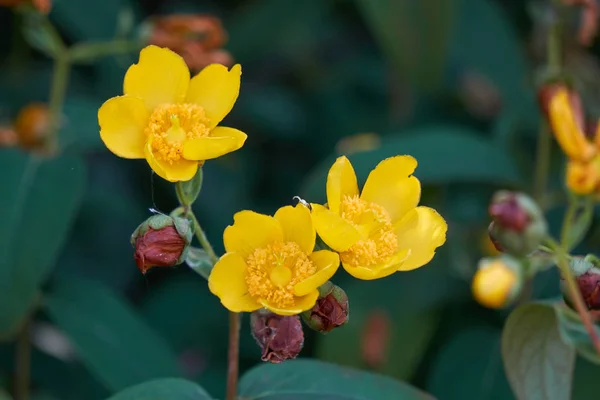 Flor amarilla en el seto en el jardín — Foto de Stock
