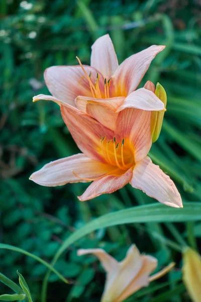 Iris gladiolus in bloom — Stock Photo, Image