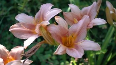 Iris Glayöl çiçek